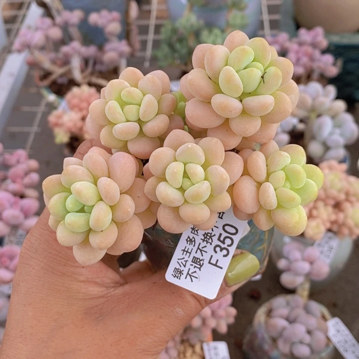 洛可可350/7c m多肉
