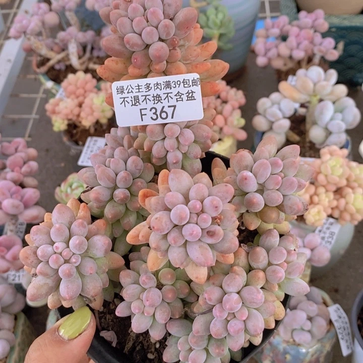 婴儿手指367/10c m
