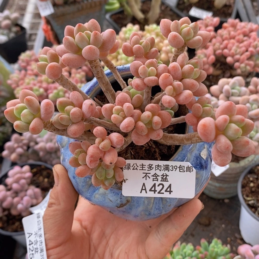 鱼子酱9vm424多肉植物