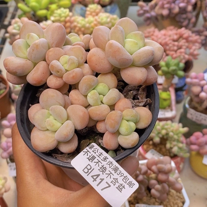 417橘子香水多肉9cm