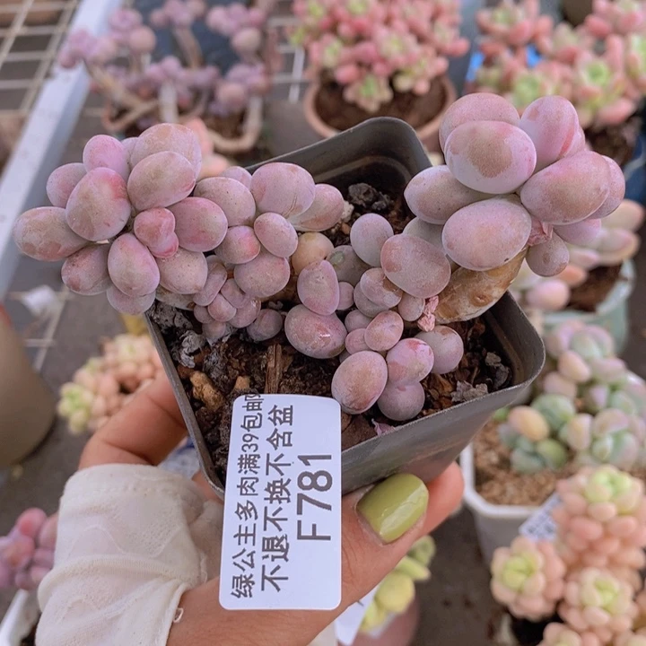 腰子桃蛋781/8c m