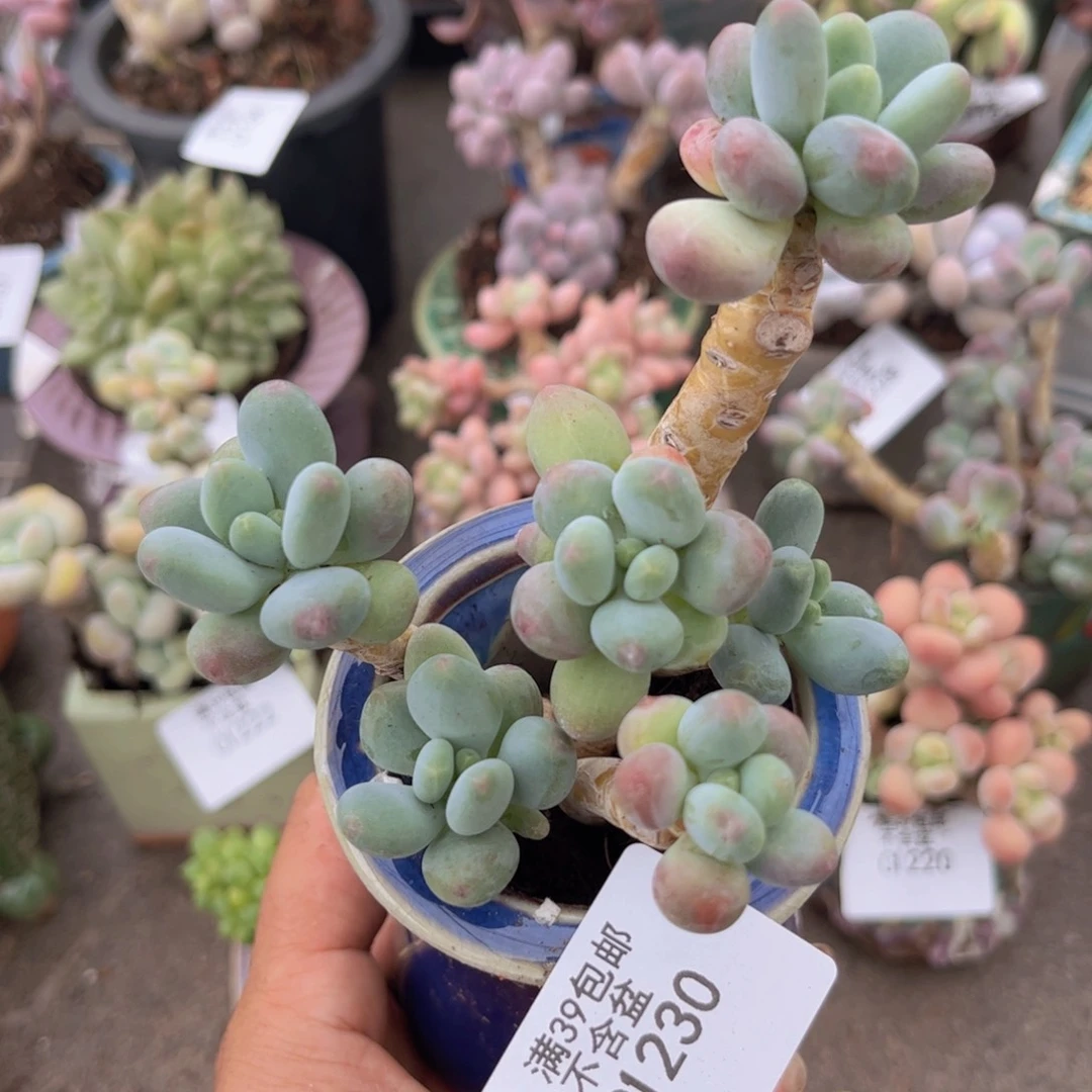 苹果奶1230/6cm福利