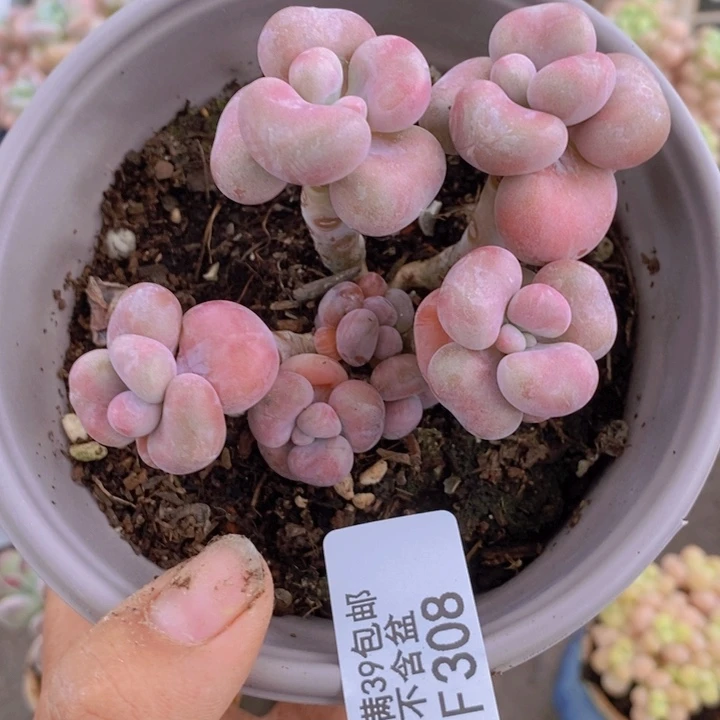 腰子桃蛋308/7cm