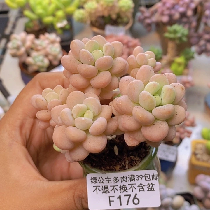 176洛可可多肉6cm