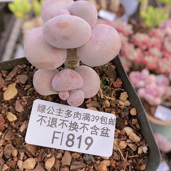 蛋黄奶4cm819多肉植物