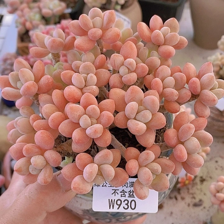 鱼子酱老桩12cm930多肉植物