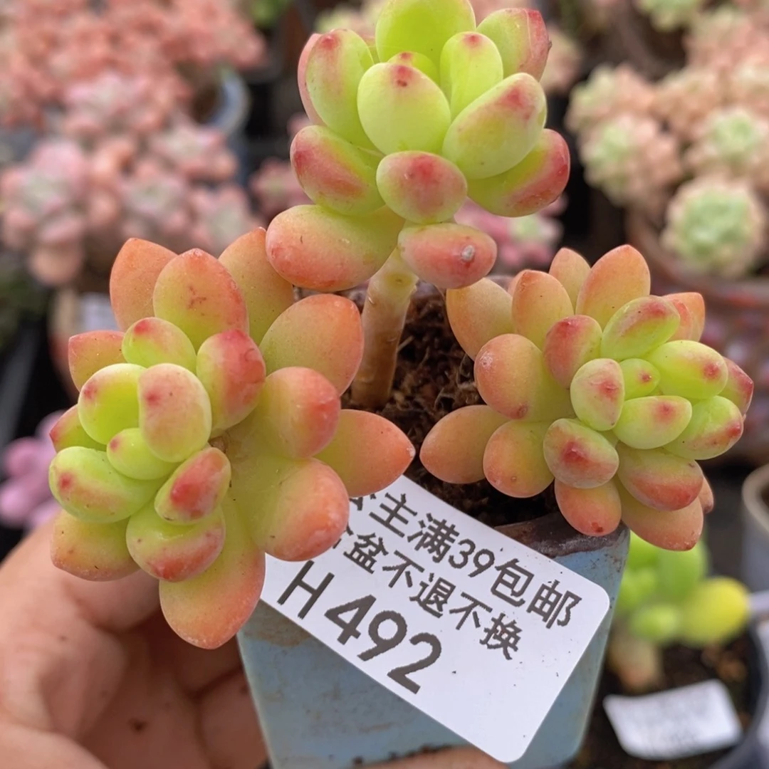 香格里拉6cm492多肉植物