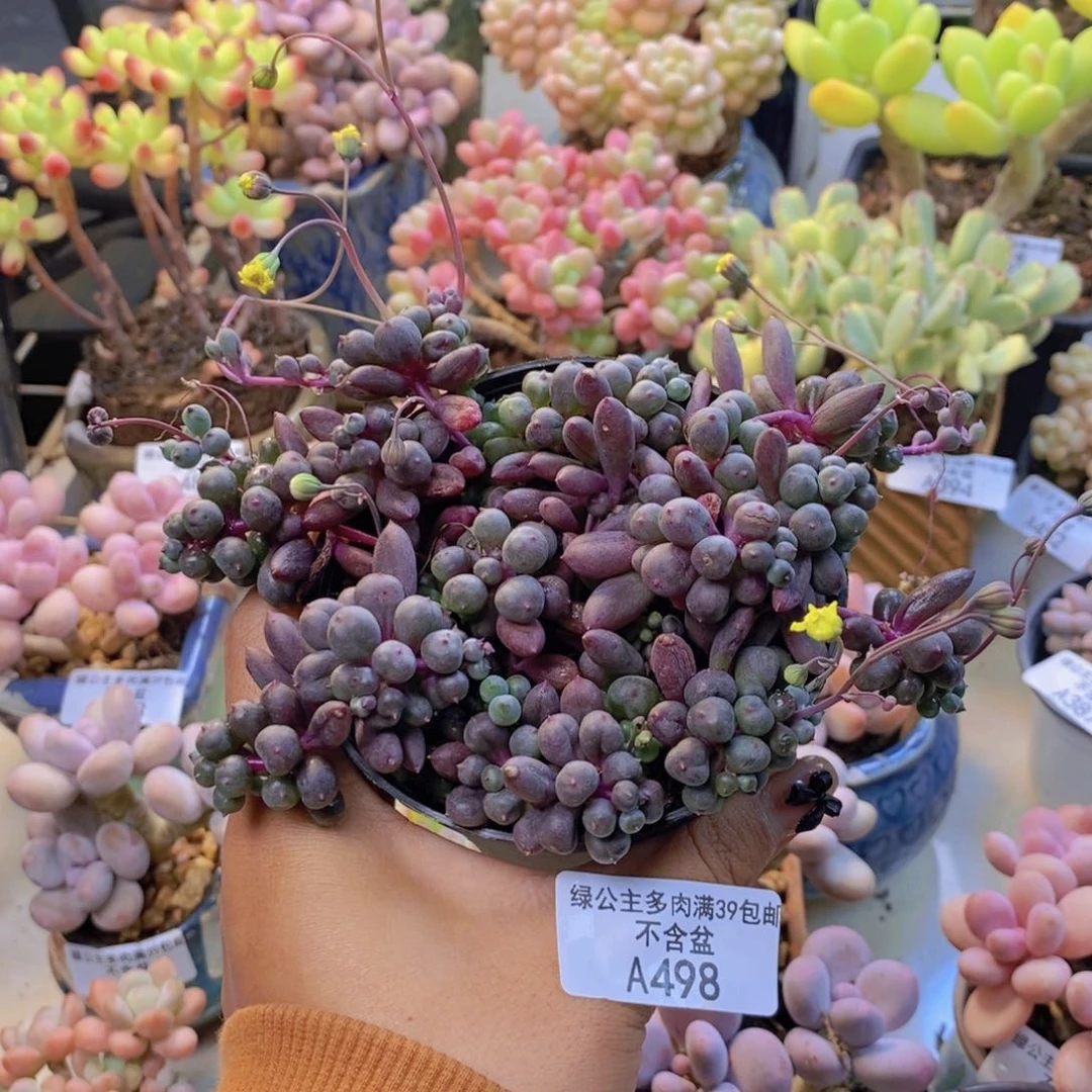 498紫泡泡多肉10c m