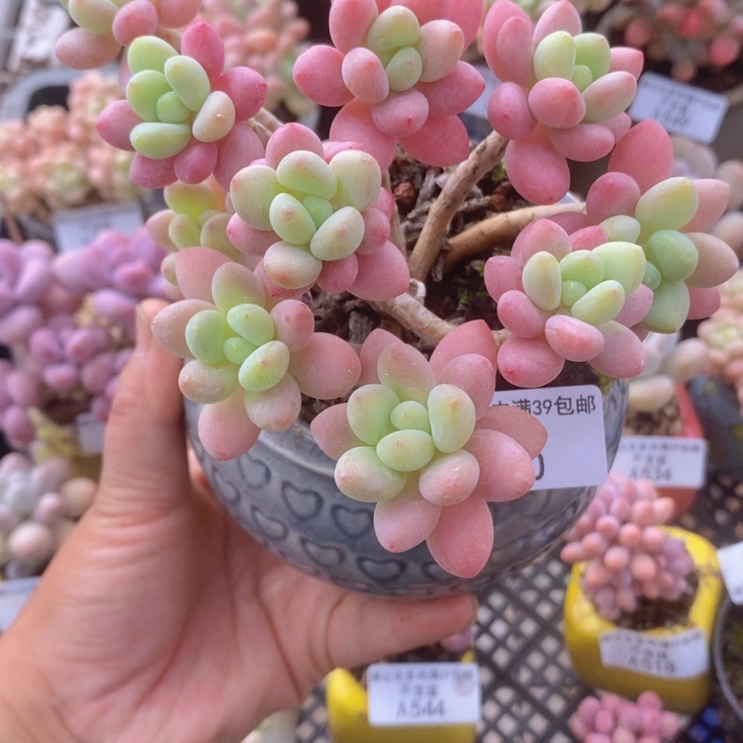 鱼子酱老桩10cm550多肉植物
