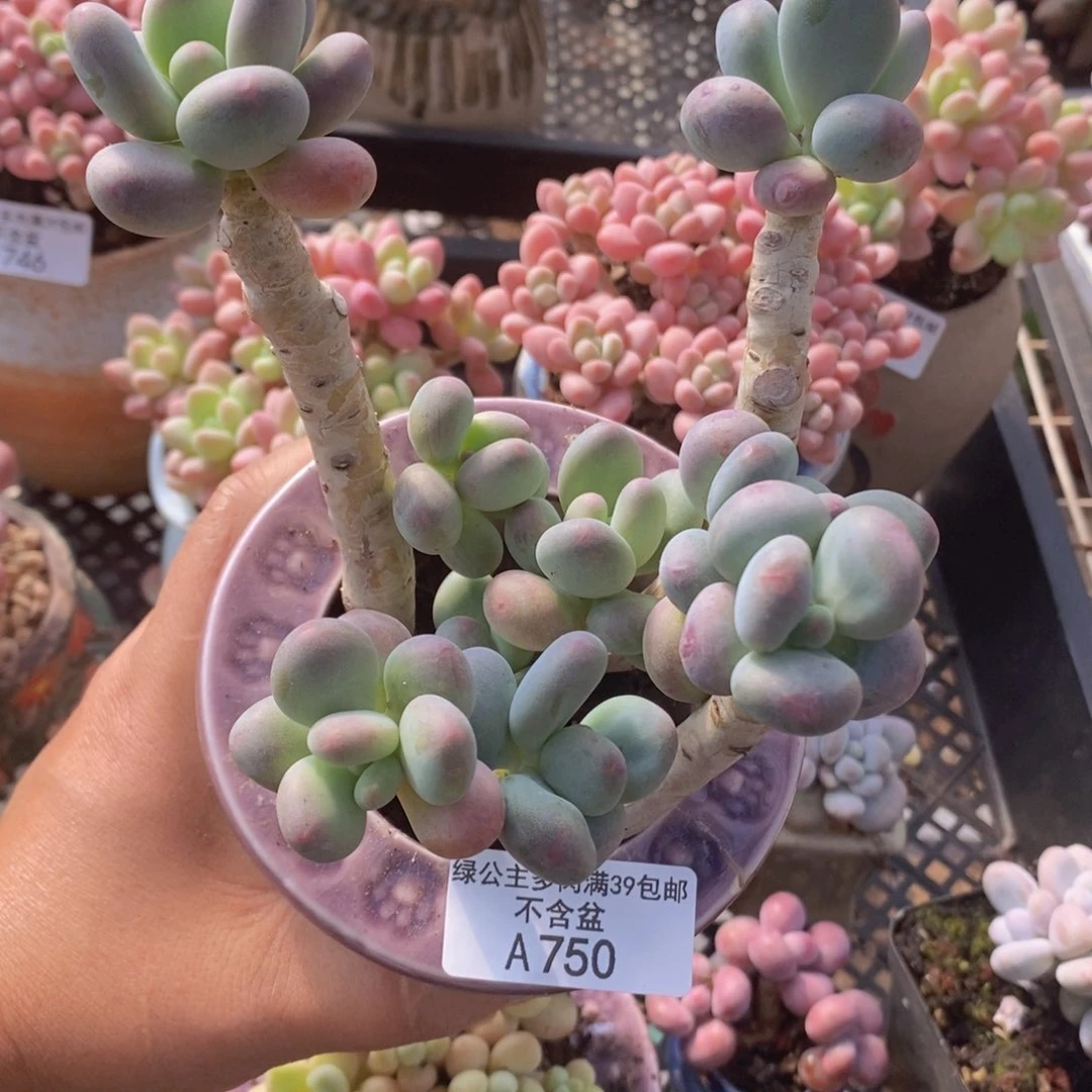 苹果奶一代老桩750多肉植物