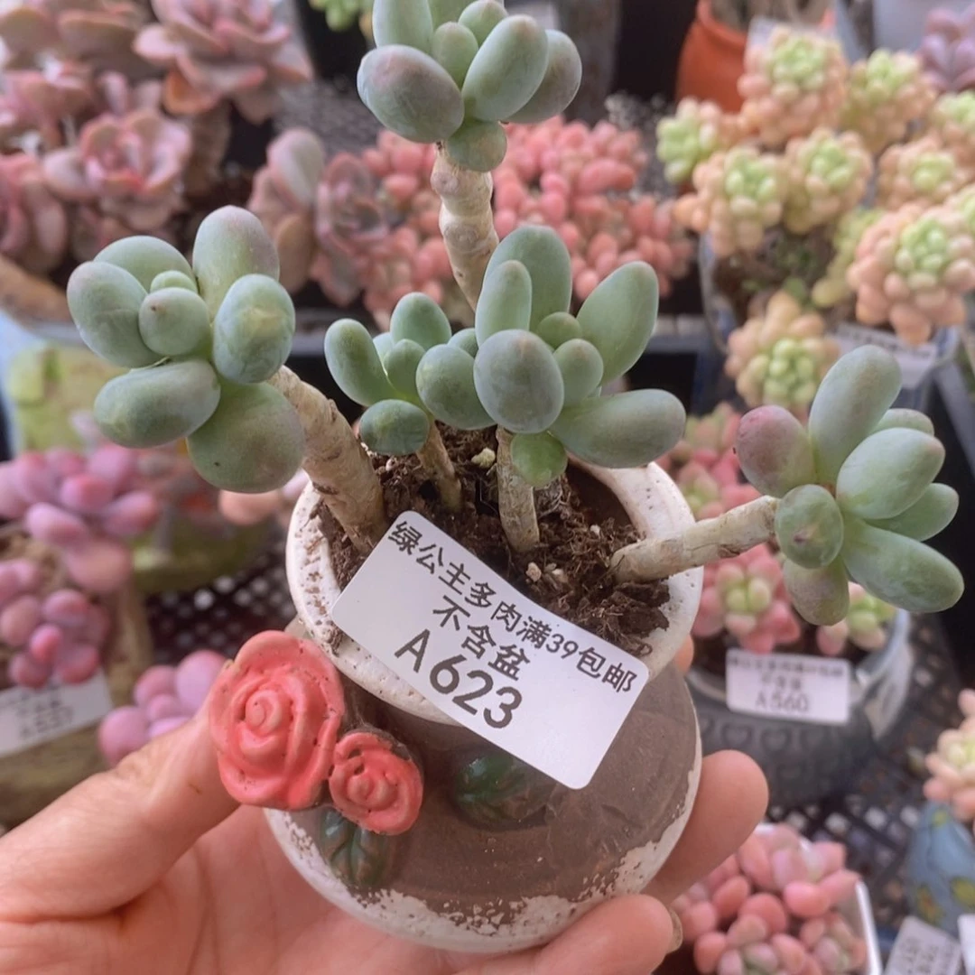 苹果奶623多肉植物