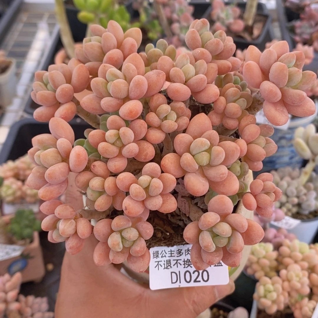 鱼子酱老桩12cm020多肉植物