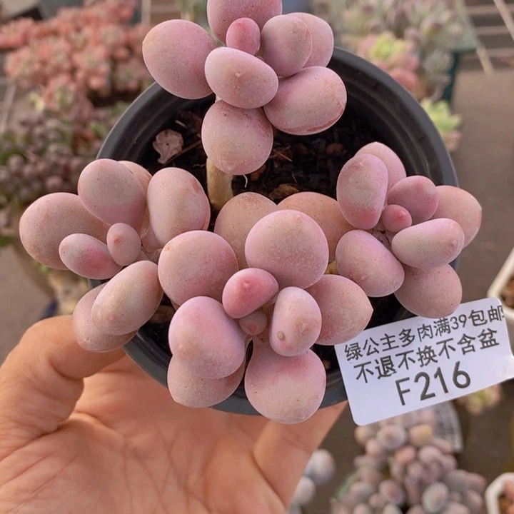糖果桃蛋216/8c m