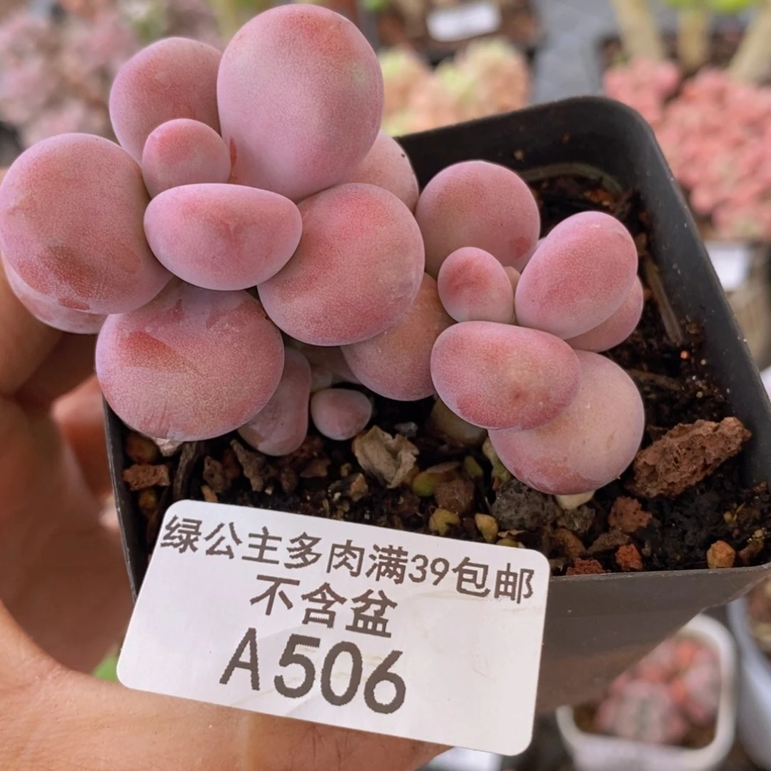 腰子桃蛋6vm506多肉植物