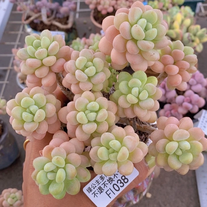 洛可可1038/10cm多肉