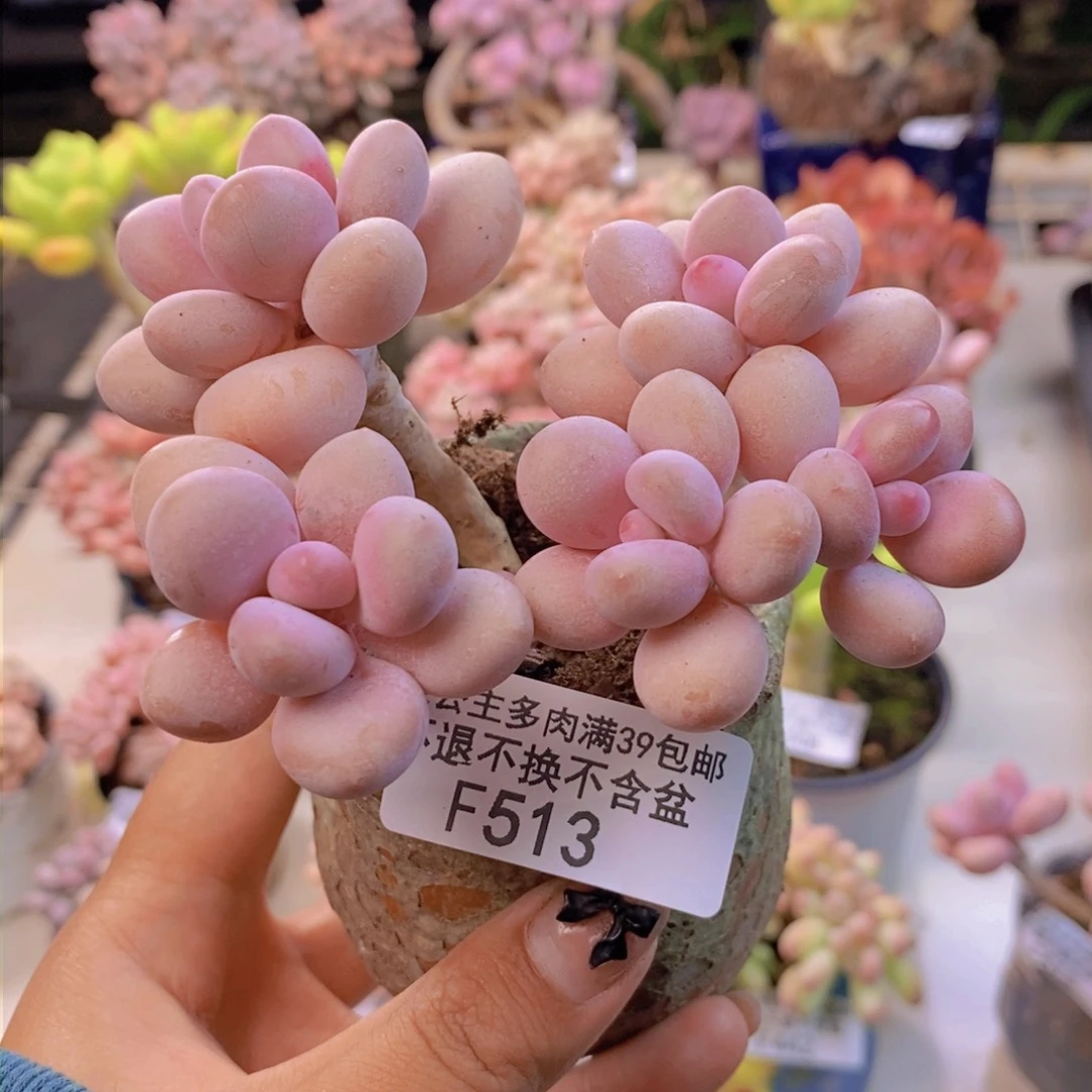 513糖果桃蛋多肉8c m