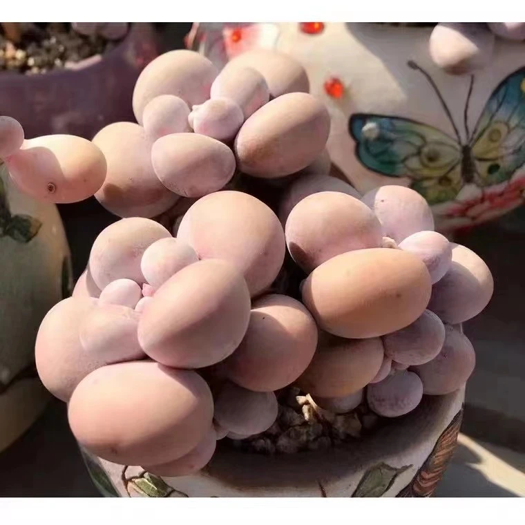 芭比奶酪多肉烟美人价圆滚滚植物绿植带土球发货好养活
