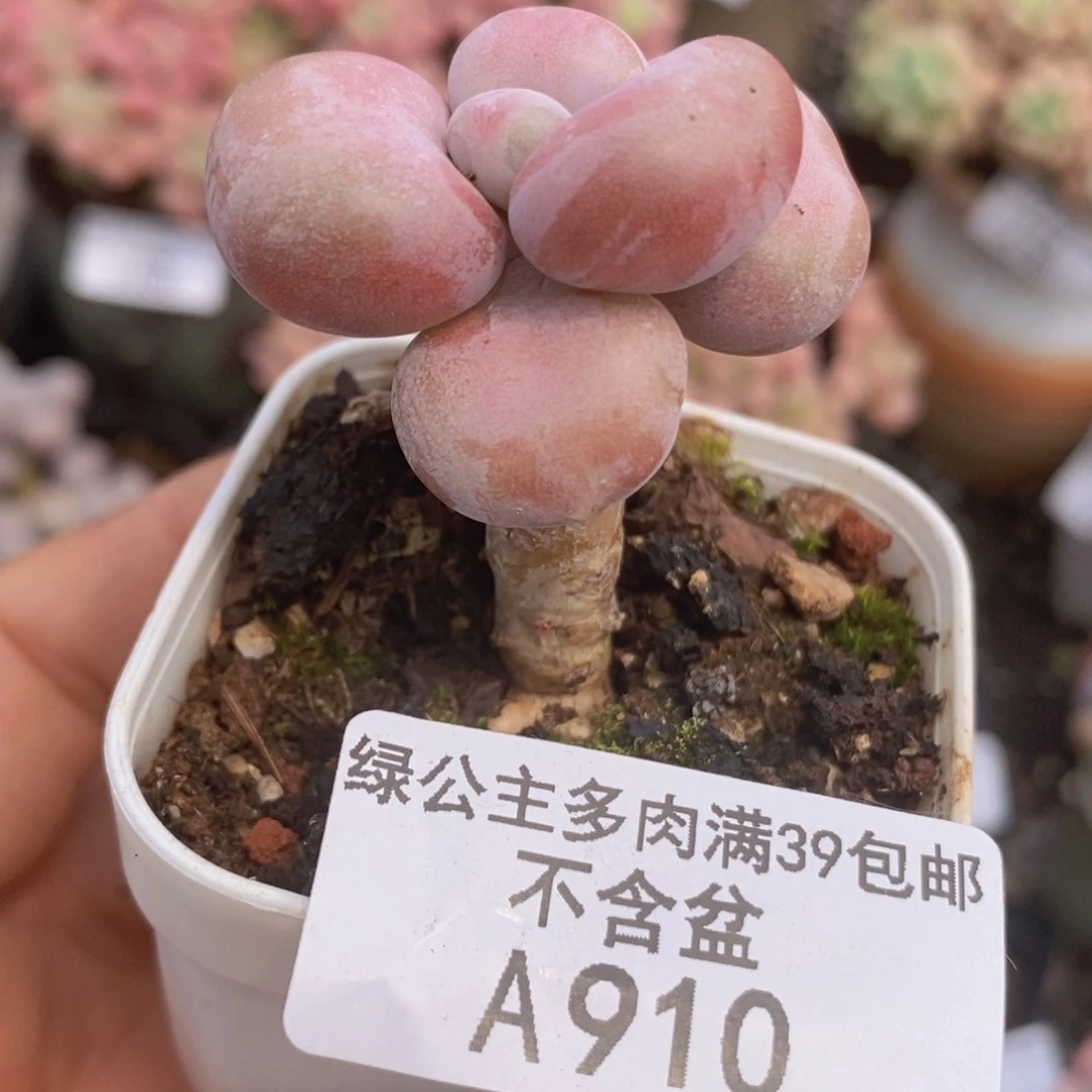 水晶桃蛋4cm910多肉植物
