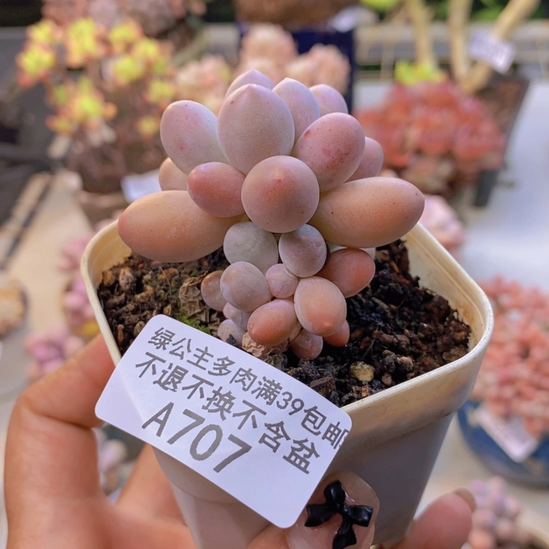 707手指奶多肉5c m