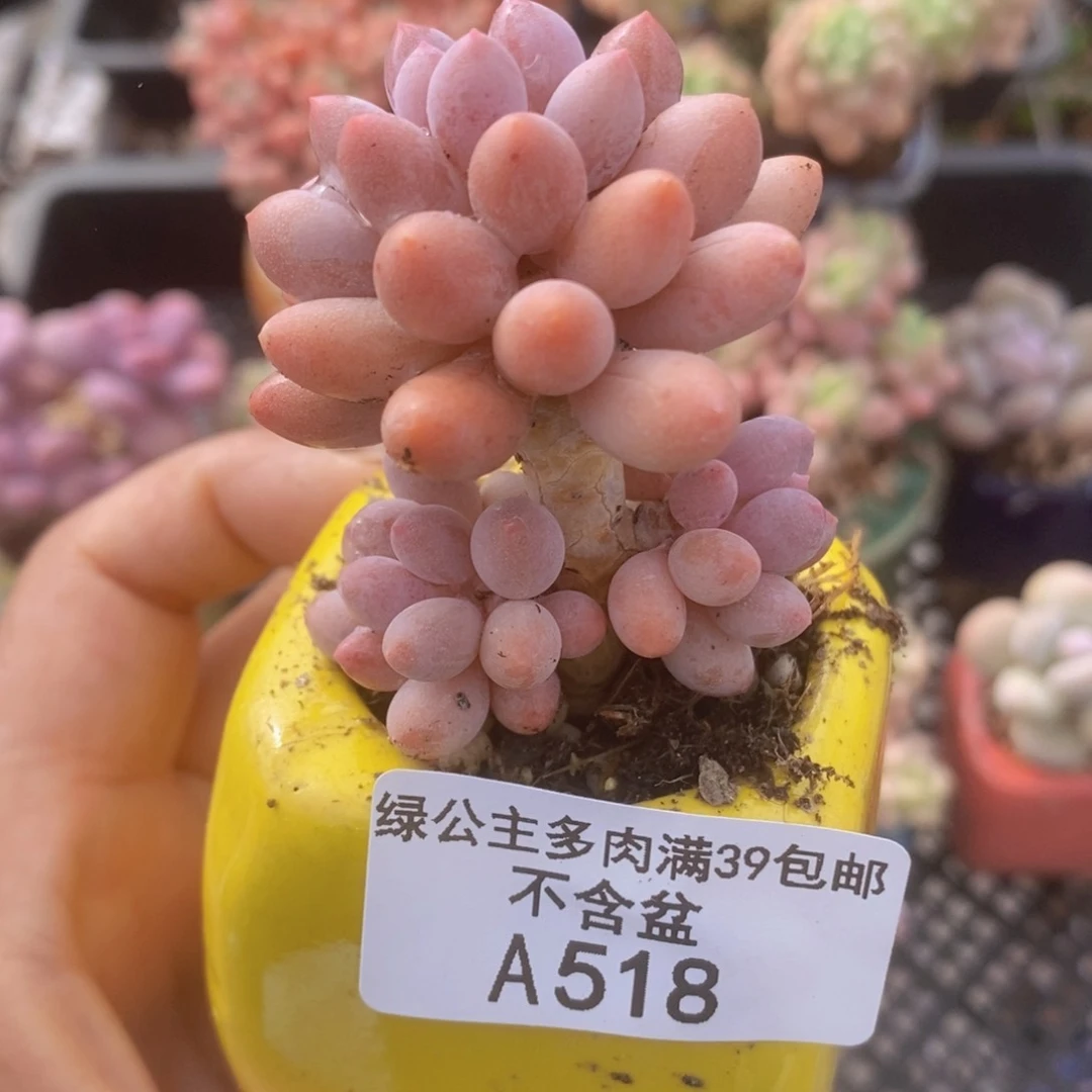 婴儿手指老桩4cm518多肉植物