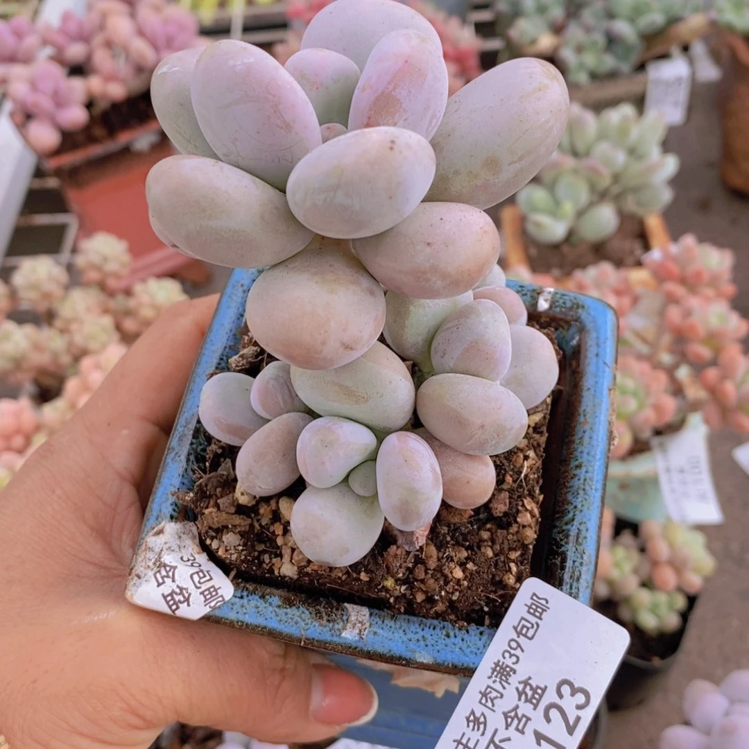 芭比奶酪123/7c m