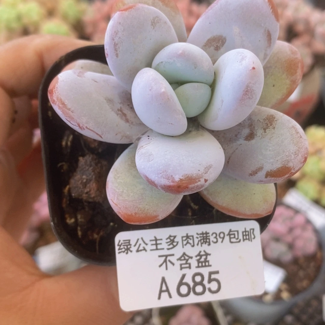 粉兔6cm685多肉植物