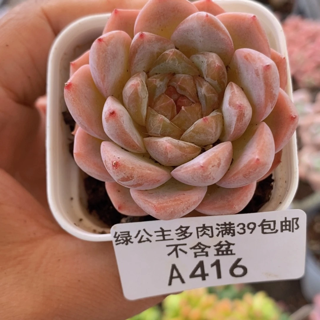 糖心黛玉5cm416多肉植物