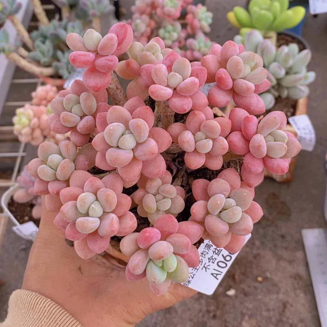 鱼子酱066/10cm多肉