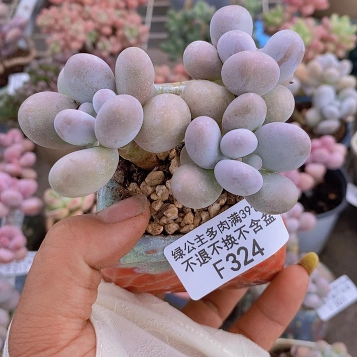 芭比奶酪324/7c m
