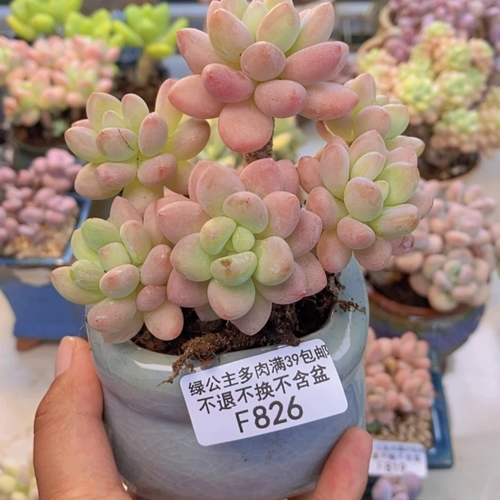 826鱼子酱多肉8cm