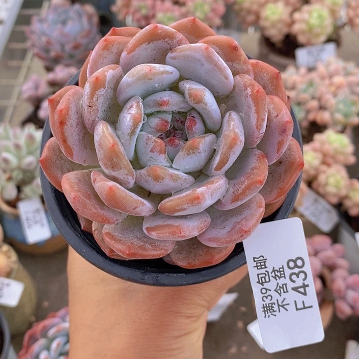 ?****a橙子438/7cm多肉