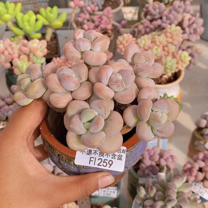259橘子香水多肉9cm
