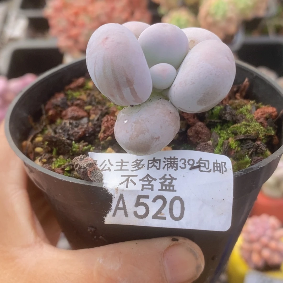芭比奶洛520多肉植物