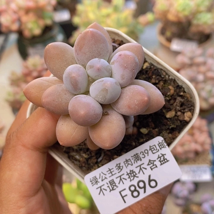 896手指奶多肉5c m