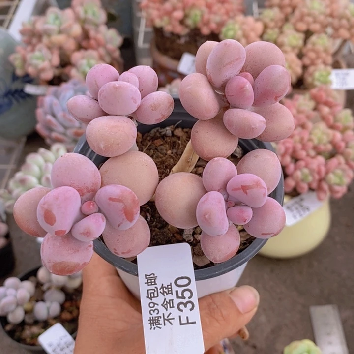 糖果桃蛋350:8c m
