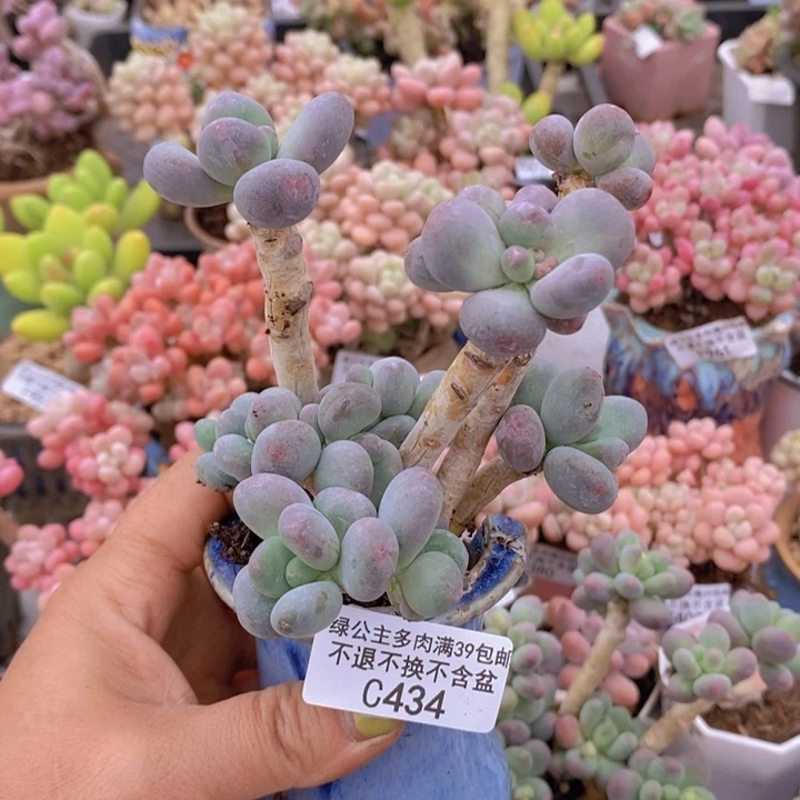 一代苹果奶不包整434多肉植物