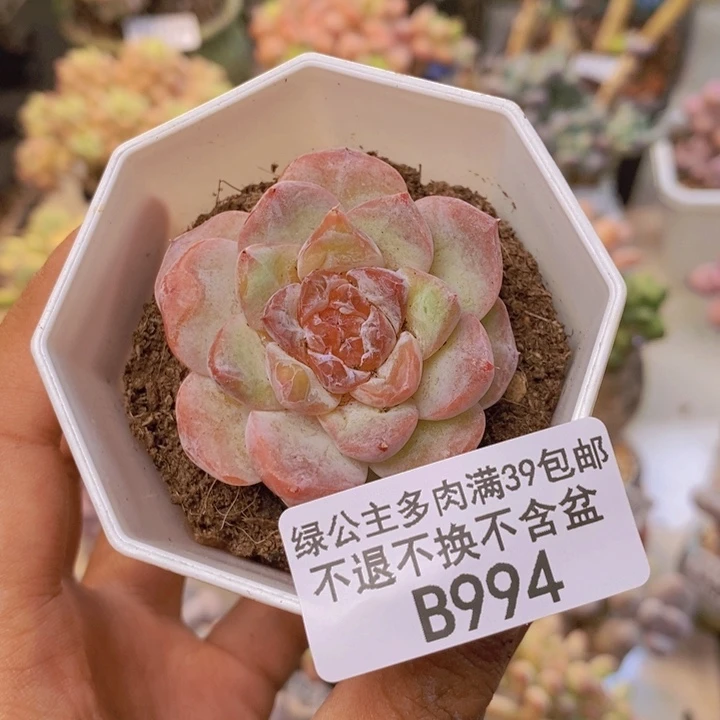 994冰魄溏心多肉4c m