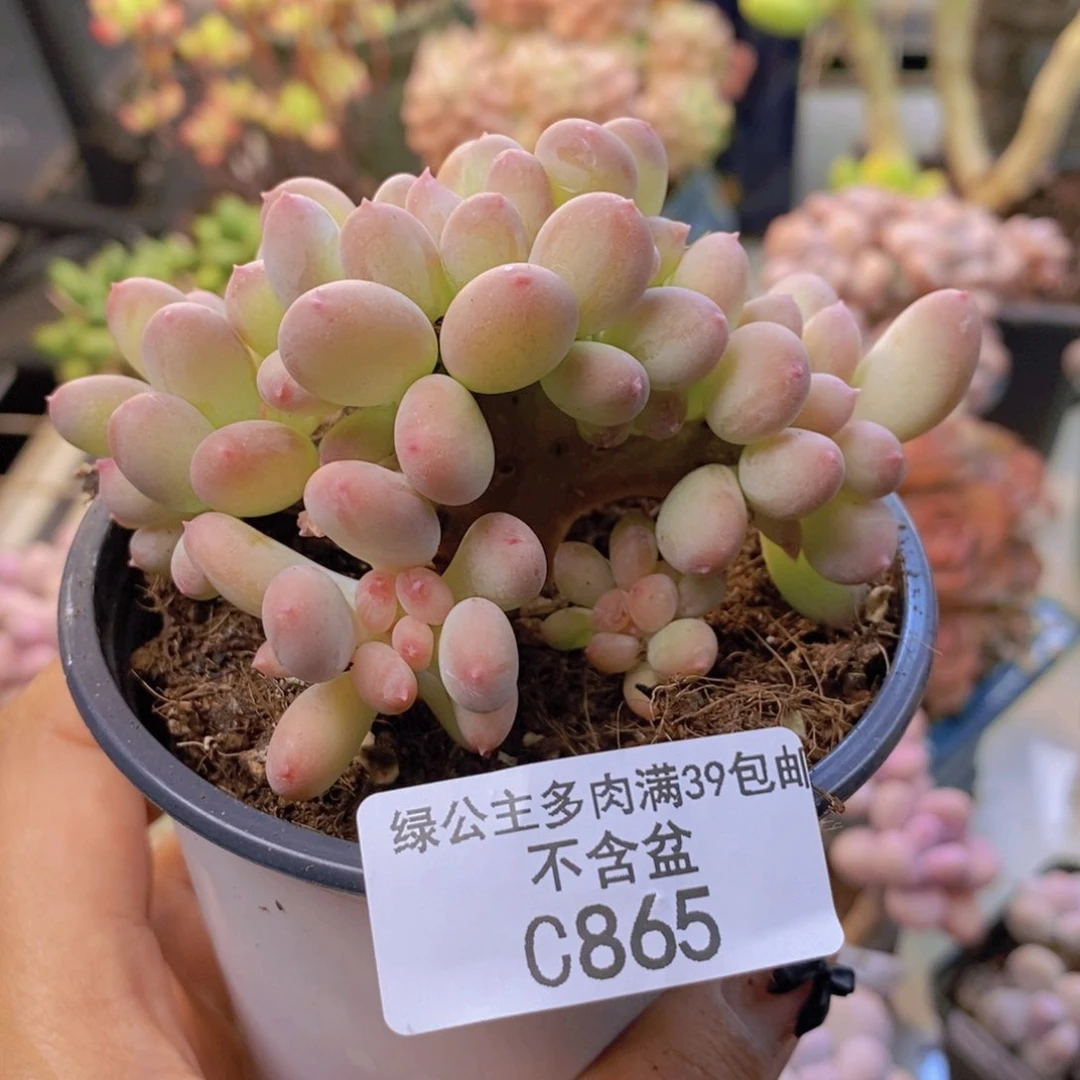 865苹果奶四代缀多肉8c m