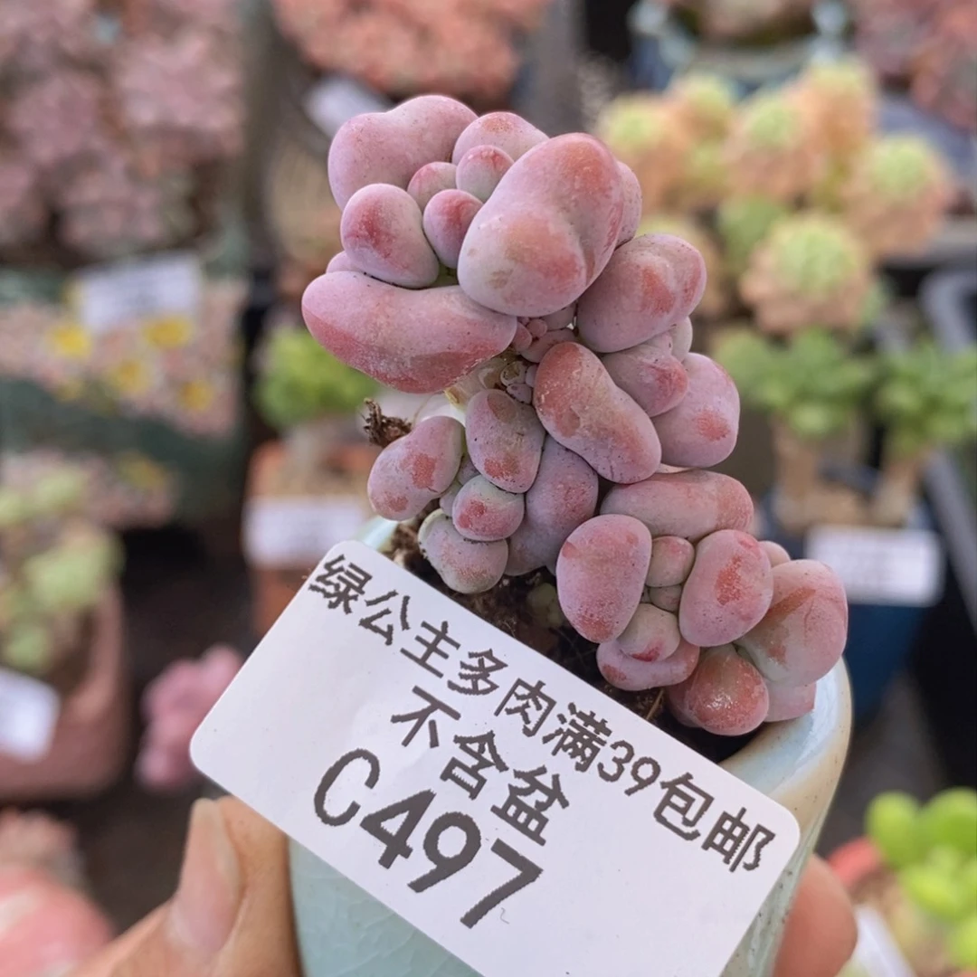 爱心桃蛋497多肉植物