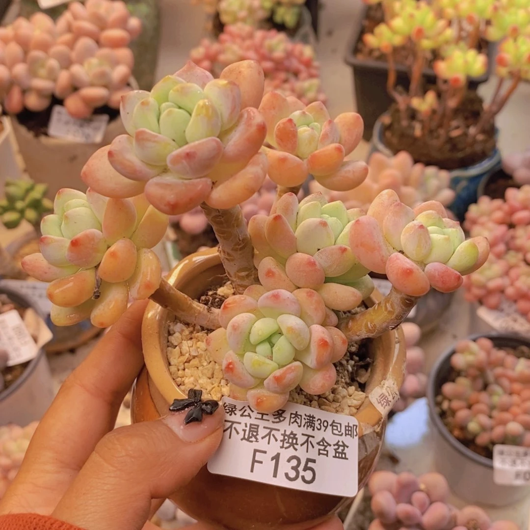 135白罗琦多肉8cm