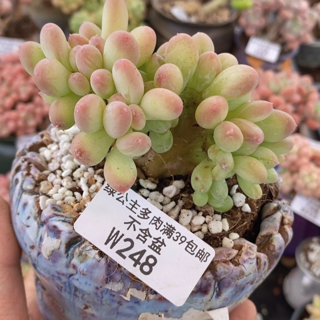 苹果奶缀8cm248多肉植物