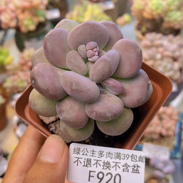 920小红蛋多肉5c m