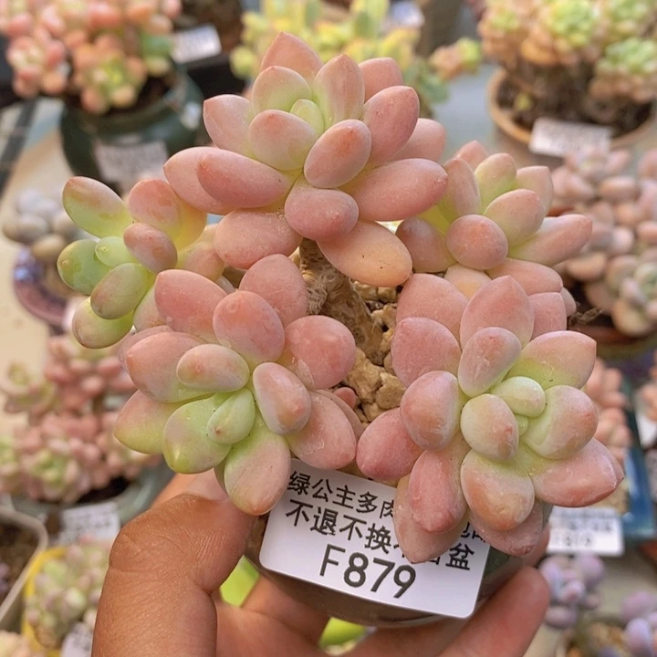 879鱼子酱多肉7cm
