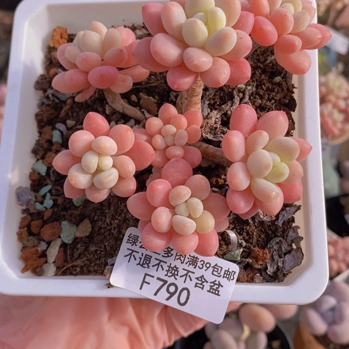 鱼子酱老桩有砍8cm790多肉