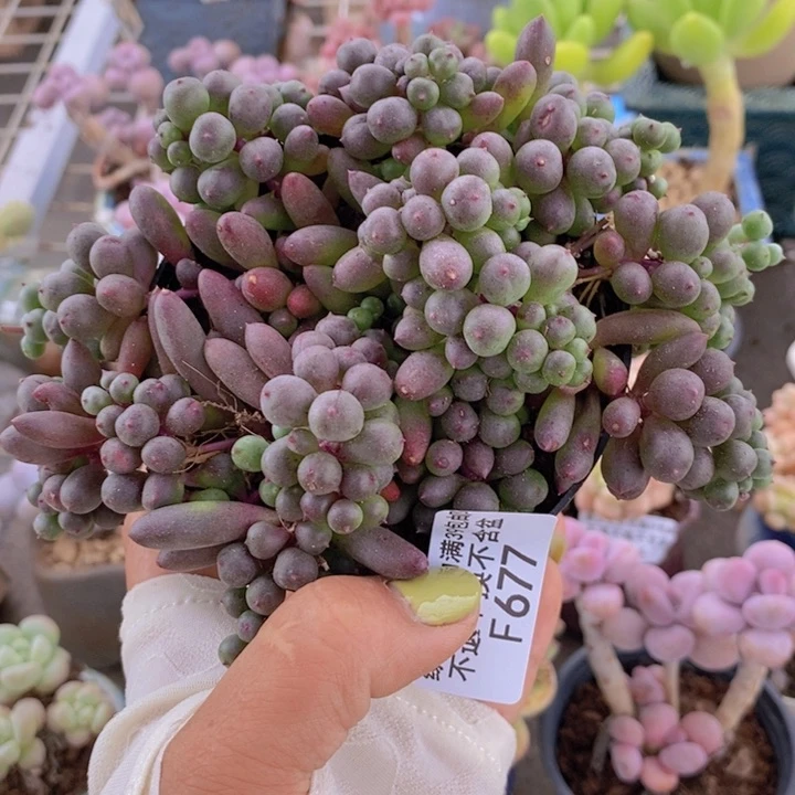 葡萄677/10cm多肉散