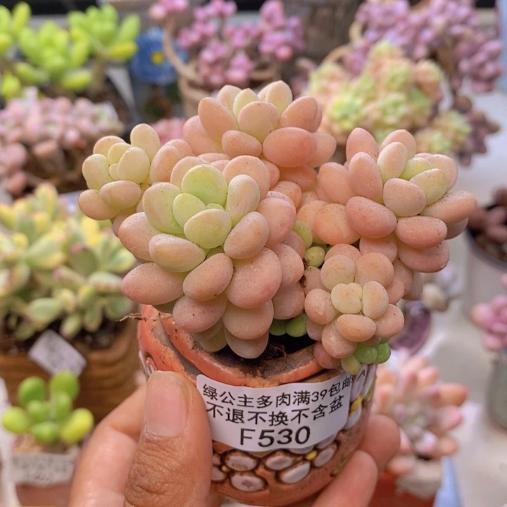 530洛可可多肉7cm