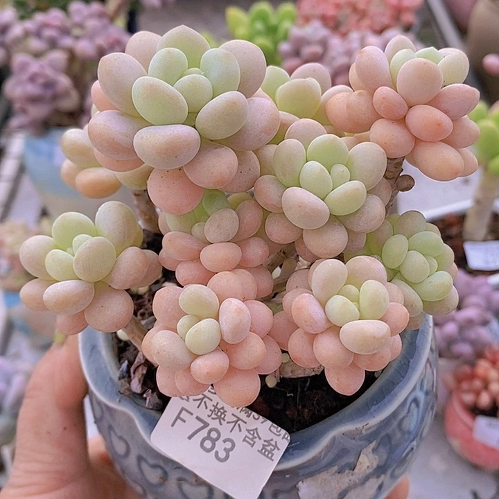 洛可可10cm783多肉植物