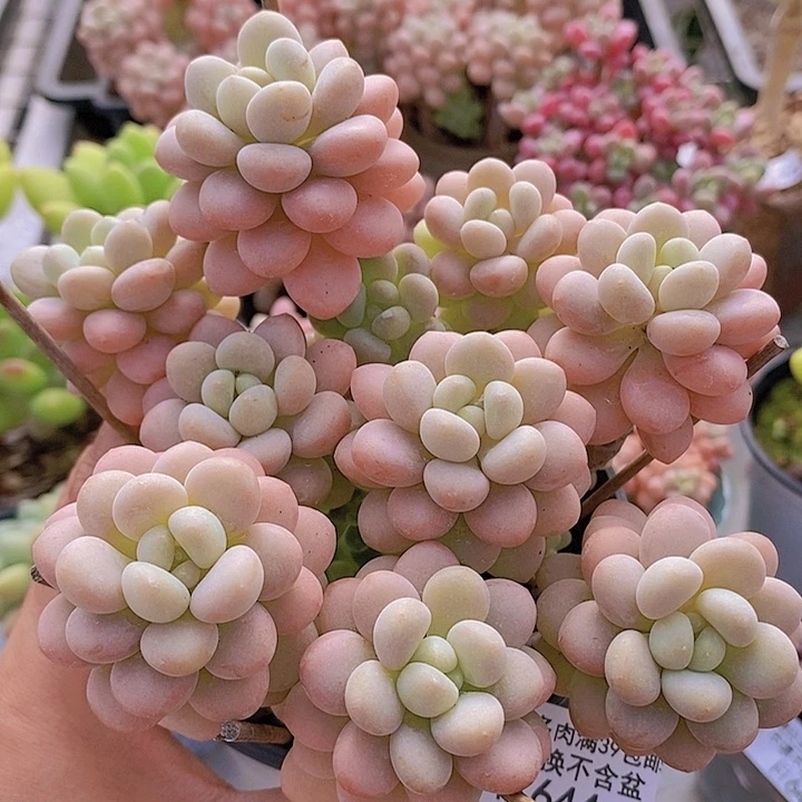 洛可可老桩10cm644多肉植物