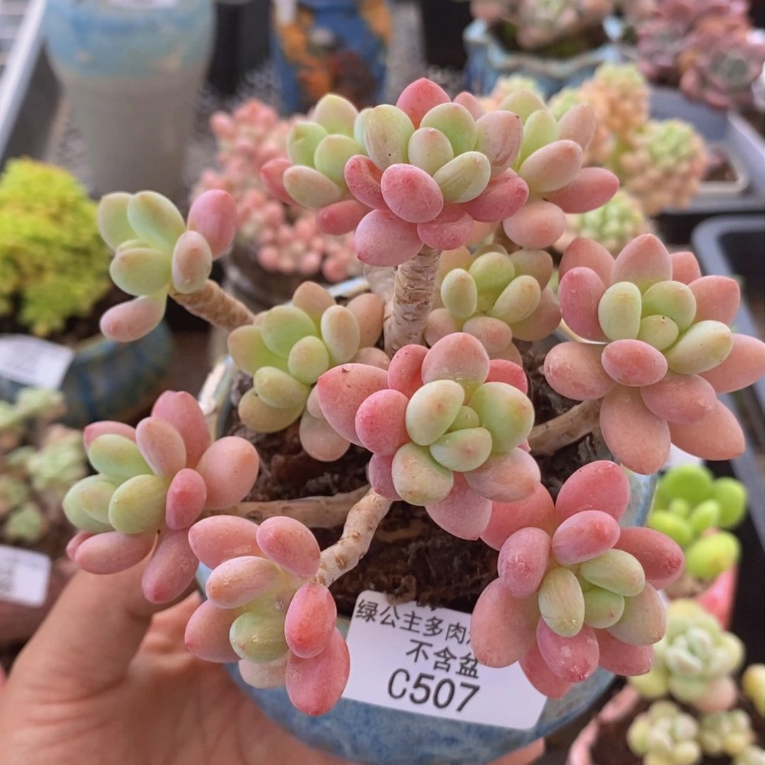 鱼子酱老桩10cm507多肉植物