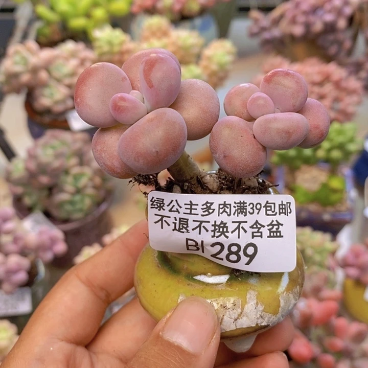 吧*啦289腰子桃蛋多肉4c m